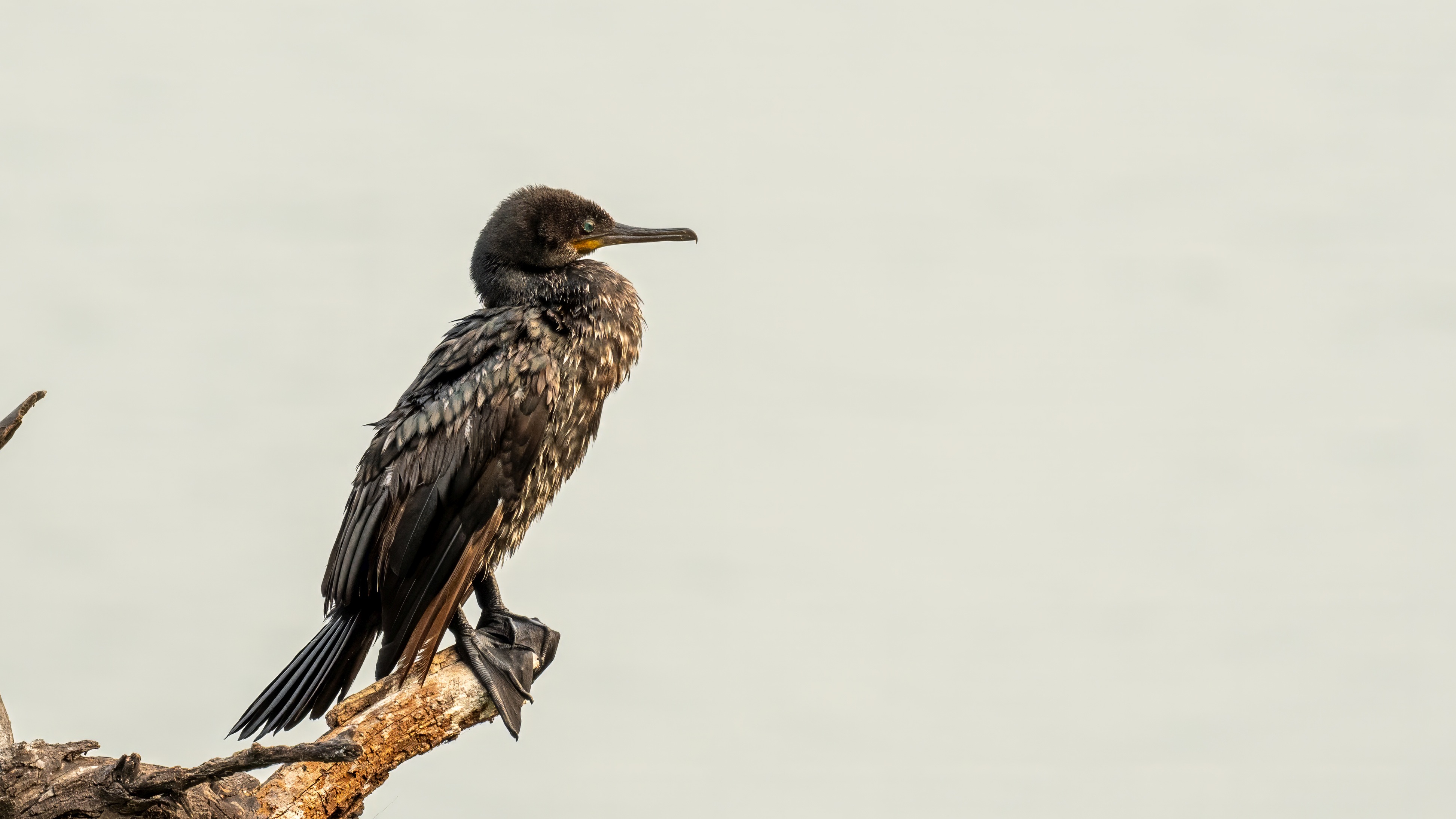 Indian Cormorant